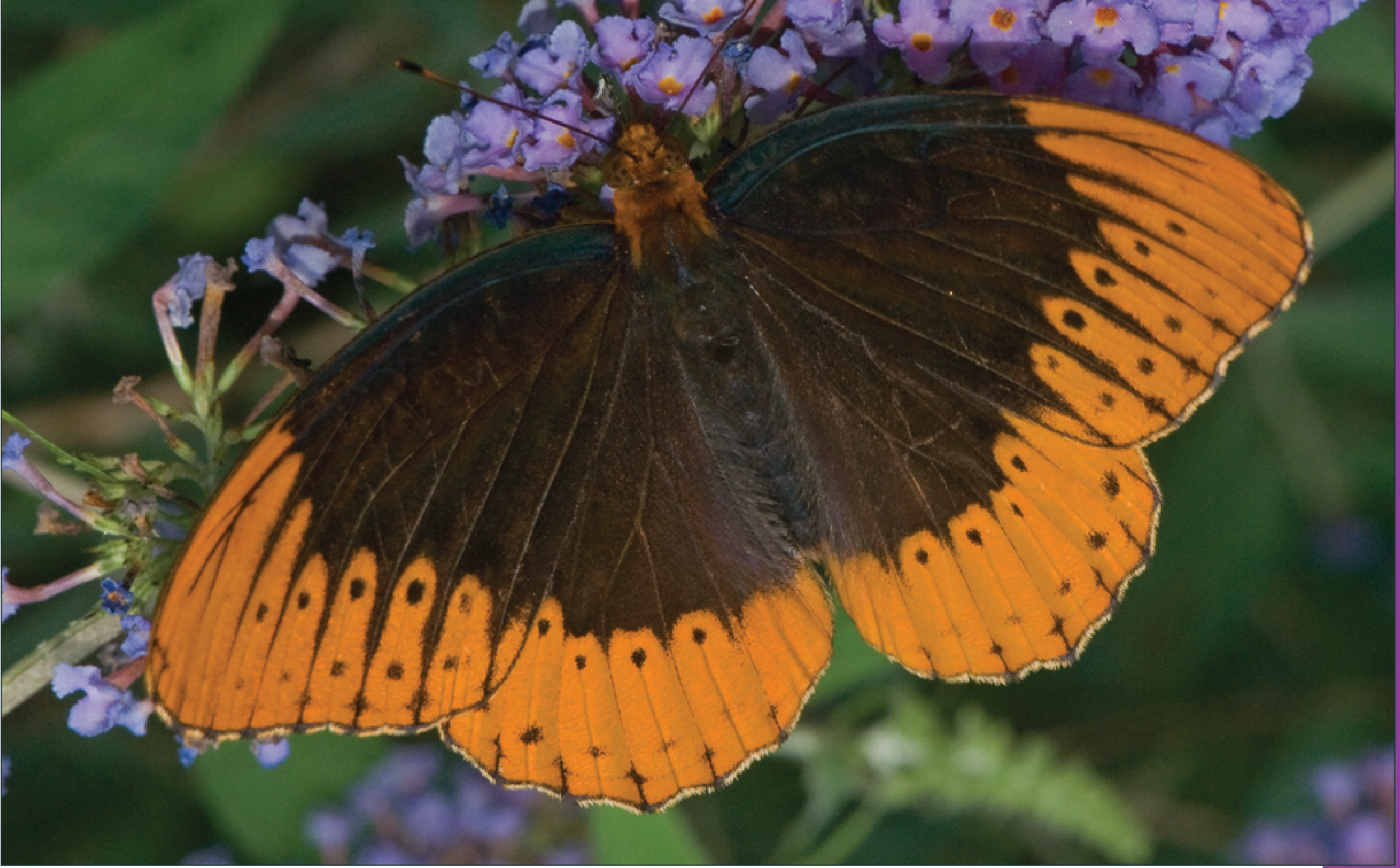 The Arkansas state butterfly, the Diana Fritillary, is at risk of being lost to The Natural State