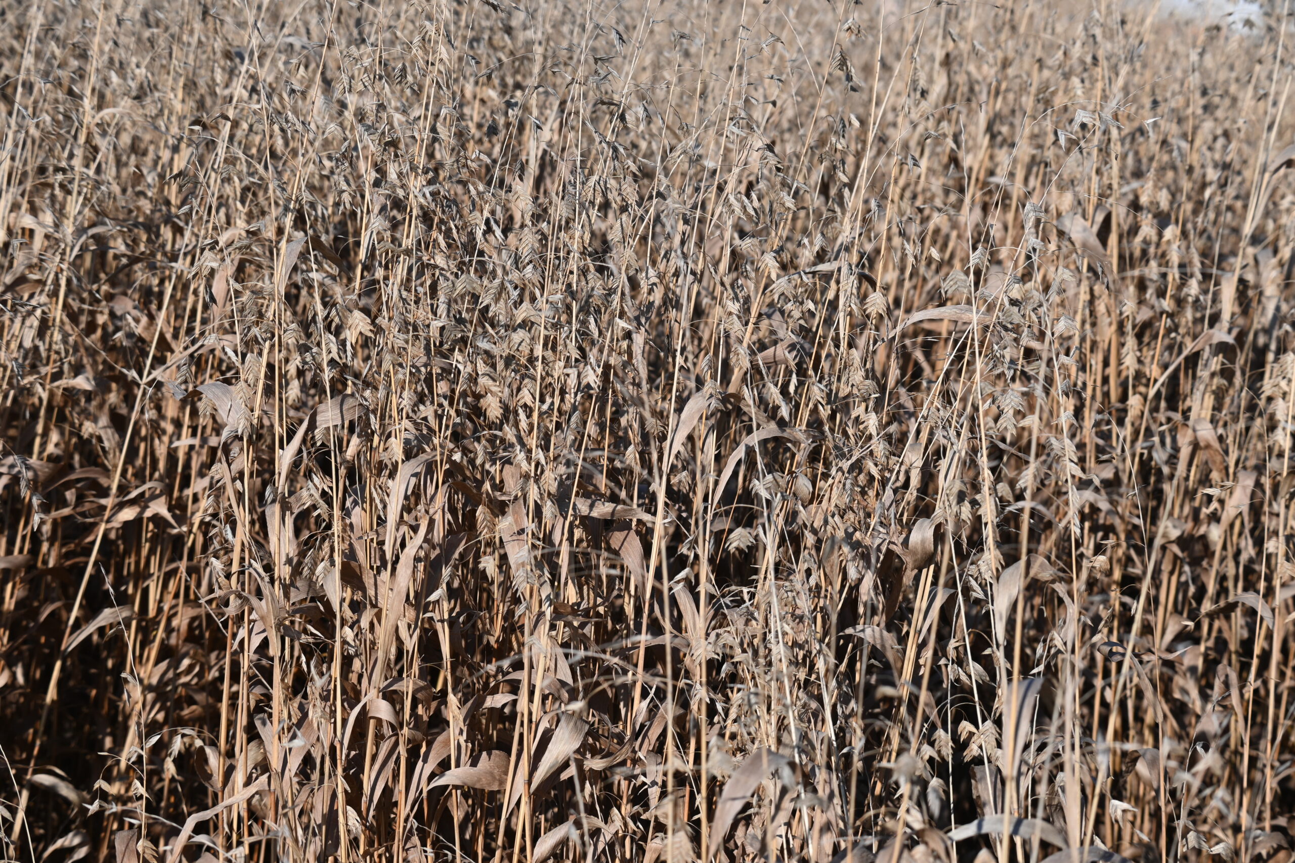 Native Plants: Nature’s Carbon Vaults